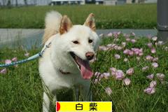 にほんブログ村 犬ブログ 白柴犬へ