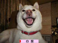 にほんブログ村 犬ブログ 白柴犬へ