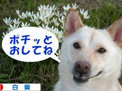 にほんブログ村 犬ブログ 白柴犬へ
