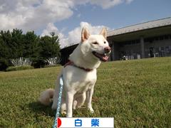 にほんブログ村 犬ブログ 白柴犬へ