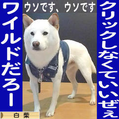 にほんブログ村 犬ブログ 白柴犬へ
