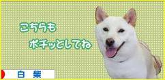 にほんブログ村 犬ブログ 白柴犬へ