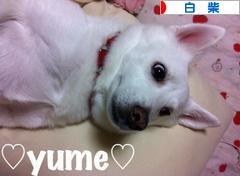にほんブログ村 犬ブログ 白柴犬へ