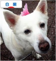 にほんブログ村 犬ブログ 白柴犬へ