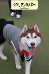にほんブログ村 犬ブログ シベリアンハスキーへ