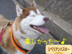 にほんブログ村 犬ブログ シベリアンハスキーへ