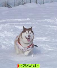 にほんブログ村 犬ブログ シベリアンハスキーへ