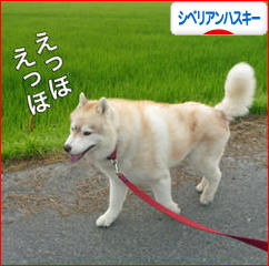 にほんブログ村 犬ブログ シベリアンハスキーへ