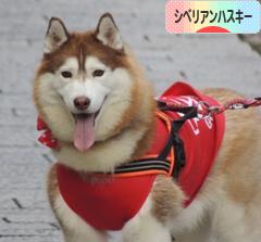 にほんブログ村 犬ブログ シベリアンハスキーへ