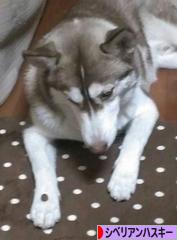 にほんブログ村 犬ブログ シベリアンハスキーへ