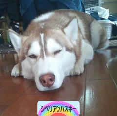 にほんブログ村 犬ブログ シベリアンハスキーへ