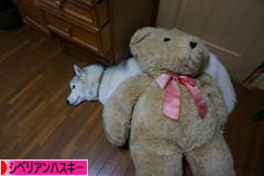 にほんブログ村 犬ブログ シベリアンハスキーへ