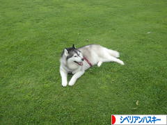 にほんブログ村 犬ブログ シベリアンハスキーへ