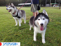 にほんブログ村 犬ブログ シベリアンハスキーへ