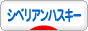 にほんブログ村 犬ブログ シベリアンハスキーへ