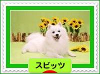 にほんブログ村 犬ブログ スピッツ（日本スピッツ）へ