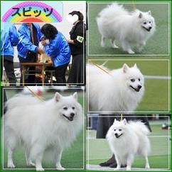 にほんブログ村 犬ブログ スピッツ（日本スピッツ）へ