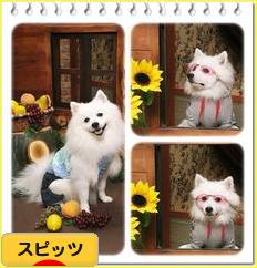 にほんブログ村 犬ブログ スピッツ（日本スピッツ）へ