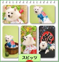 にほんブログ村 犬ブログ スピッツ（日本スピッツ）へ