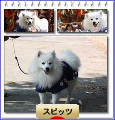 にほんブログ村 犬ブログ スピッツ（日本スピッツ）へ