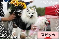 にほんブログ村 犬ブログ スピッツ（日本スピッツ）へ