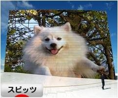 にほんブログ村 犬ブログ スピッツ（日本スピッツ）へ