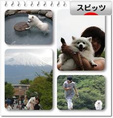 にほんブログ村 犬ブログ スピッツ（日本スピッツ）へ