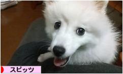 にほんブログ村 犬ブログ スピッツ（日本スピッツ）へ