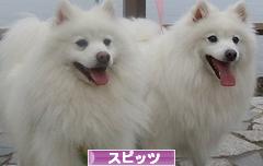 にほんブログ村 犬ブログ スピッツ(日本スピッツ)へ