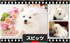 にほんブログ村 犬ブログ スピッツ（日本スピッツ）へ