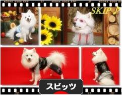 にほんブログ村 犬ブログ スピッツ（日本スピッツ）へ