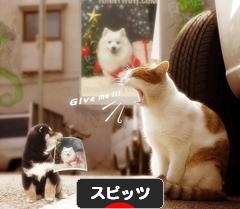 にほんブログ村 犬ブログ スピッツ（日本スピッツ）へ