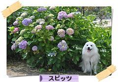 にほんブログ村 犬ブログ スピッツ（日本スピッツ）へ