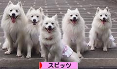 にほんブログ村 犬ブログ スピッツ（日本スピッツ）へ
