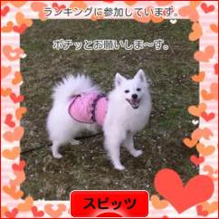 にほんブログ村 犬ブログ スピッツ（日本スピッツ）へ