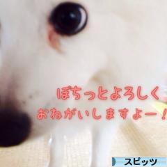 にほんブログ村 犬ブログ スピッツ（日本スピッツ）へ