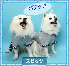 にほんブログ村 犬ブログ スピッツ（日本スピッツ）へ