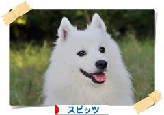 にほんブログ村 犬ブログ スピッツ（日本スピッツ）へ