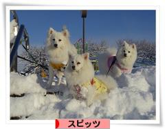 にほんブログ村 犬ブログ スピッツ（日本スピッツ）へ