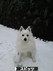 にほんブログ村 犬ブログ スピッツ(日本スピッツ)へ