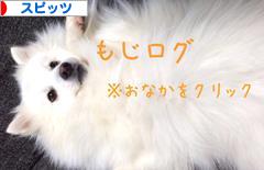 にほんブログ村 犬ブログ スピッツ（日本スピッツ）へ