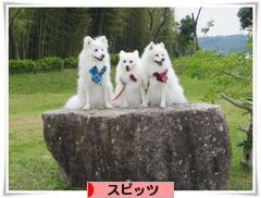 にほんブログ村 犬ブログ スピッツ（日本スピッツ）へ