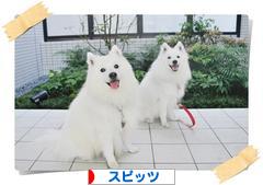 にほんブログ村 犬ブログ スピッツ（日本スピッツ）へ