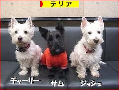 にほんブログ村 犬ブログ テリアへ