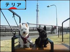 にほんブログ村 犬ブログ テリアへ
