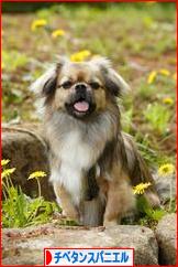 にほんブログ村 犬ブログ チベタンスパニエルへ