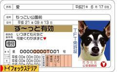 にほんブログ村 犬ブログ トイフォックステリアへ