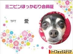 にほんブログ村 犬ブログ トイフォックステリアへ