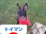 にほんブログ村 犬ブログ トイマンチェスターテリアへ