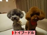 にほんブログ村 犬ブログ トイプードルへ